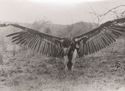 Grande avvoltoio tenuto per le ali: Arero
