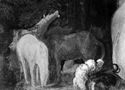 Metabo nutre Camilla con il latte di una giumenta, particolare dei cavalli: sala di Camilla dopo il restauro: biblioteca universitaria di Bologna