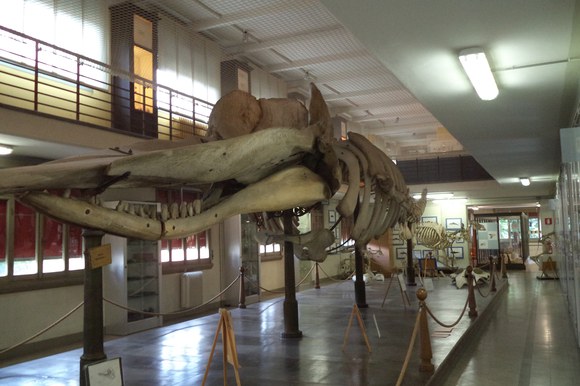 Scheletro di capodoglio