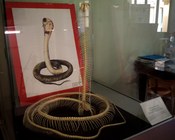 Scheletro di cobra reale