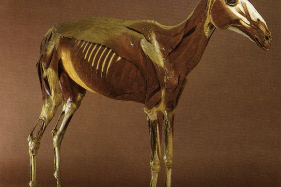 Statua miologica di cavalla