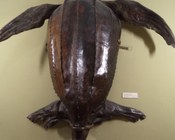 Tartaruga gigante "Liuto"