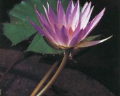 Nymphaea caerulea