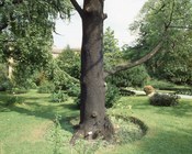 Particolare del Giardino Anteriore