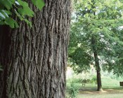 Particolare del Bosco - Parco