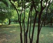 Particolare del Bosco - Parco