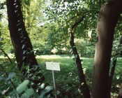 Particolare del Bosco - Parco