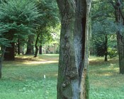Particolare del Bosco - Parco