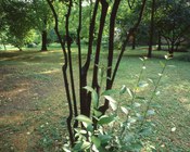 Particolare del Bosco - Parco