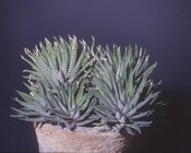Haworthia fasciata.