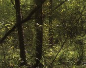 Ricostruzione ambientale di bosco a pioppi e salici.