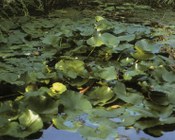 Ricostruzione ambientale di laghetto