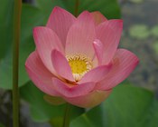 Nelumbo