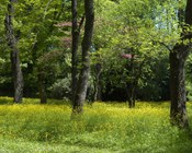 Particolare del Bosco - Parco