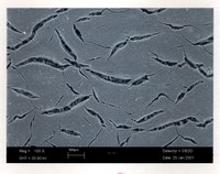 Figura 4: Roma I 126