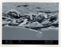 Figura 5: Emilia - Romagna 230